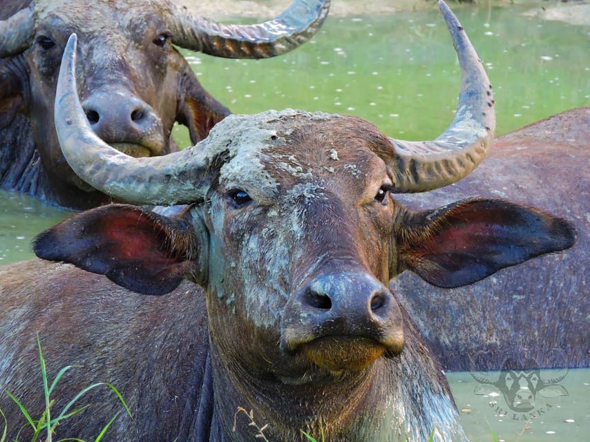 Yala National Park: 7 hour & 12 hour Leopard Safari Tours - Why your guide matters more than the jeep