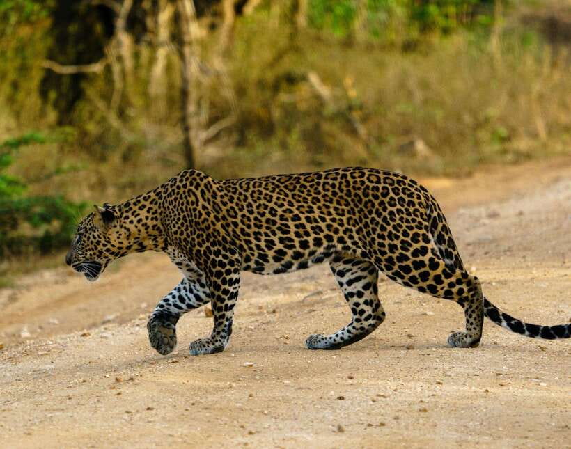 Yala National Park: 7 hour & 12 hour Leopard Safari Tours - Seven hours or twelve hours?