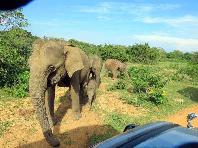 Yala National Park: 7 hour & 12 hour Leopard Safari Tours - Park entrance cost and overall value