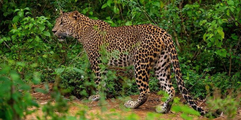 Yala National Park : Full Day Safari(04:30-18:00) - Key things to know before you book