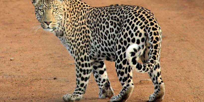 Yala National Park : Full Day Safari(04:30-18:00) - Who should book this full-day safari?