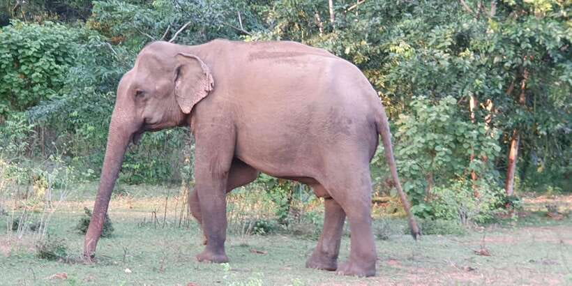 Yala National Park : Full Day Safari(04:30-18:00) - Twelve hours inside Yala