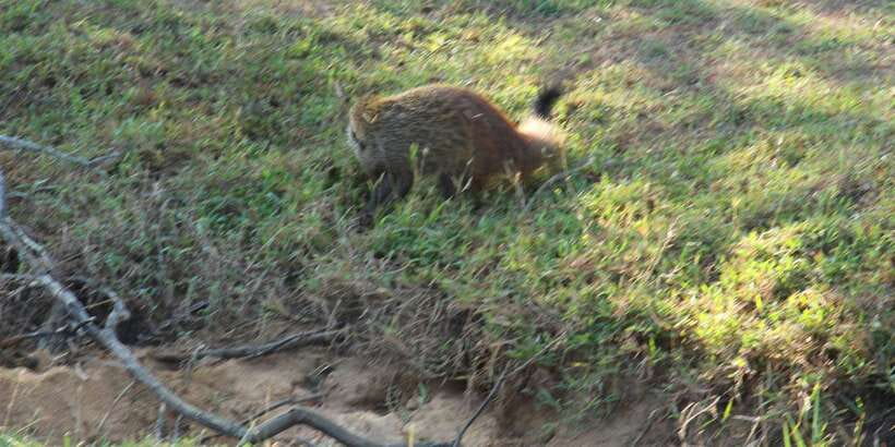 Yala National Park : Full Day Safari(04:30-18:00) - What you may see beyond leopards