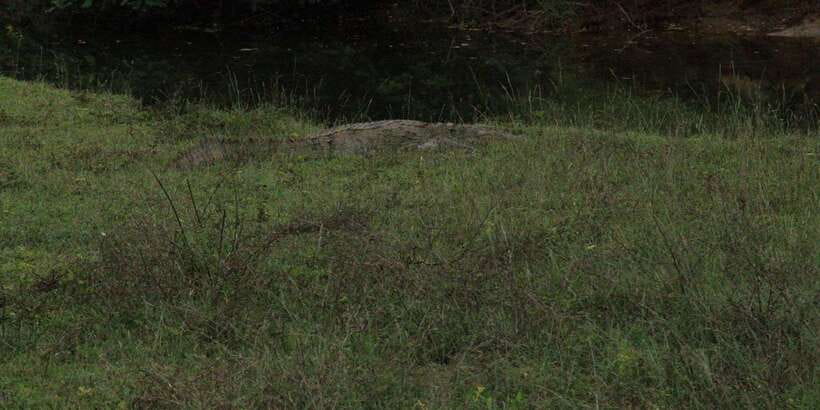 Yala National Park : Full Day Safari(04:30-18:00) - The jeep, group size, and comfort question