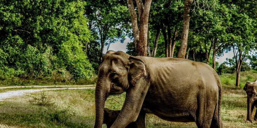 Yala National Park : Full Day Safari(04:30-18:00) - The guides are the strongest part