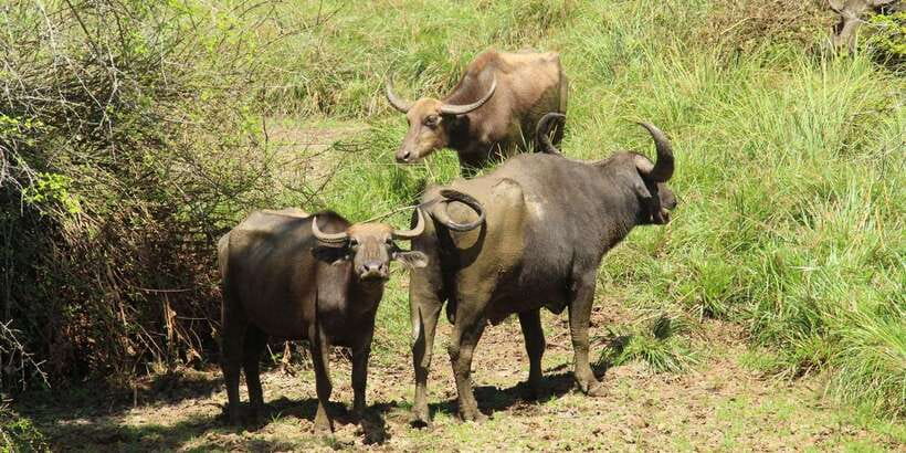 Yala National Park : Full Day Safari(04:30-18:00) - Breakfast, lunch, and the long coastal break