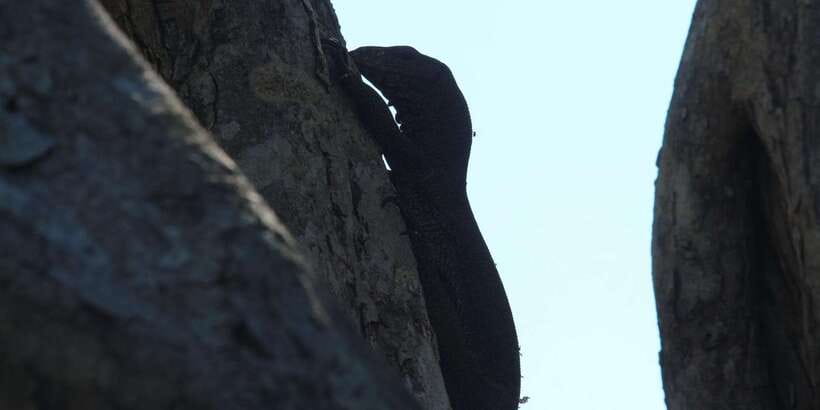Yala National Park : Full Day Safari(04:30-18:00) - The cost: $48 is not the final figure