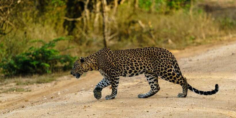 Yala National Park : Full Day Safari(04:30-18:00) - Pickup from five southern gateways