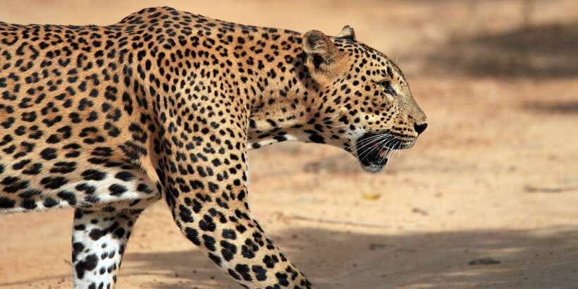 Yala National Park: Half, 7-Hour, or Full-Day Safari & Meals - Key points before you book