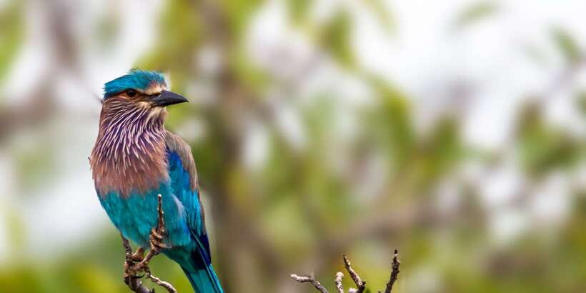 Yala National Park: Half, 7-Hour, or Full-Day Safari & Meals - Guides who can make the difference