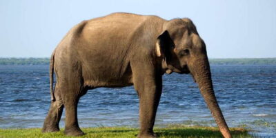 Half, 7-Hour, or Full-Day Safari & Meals