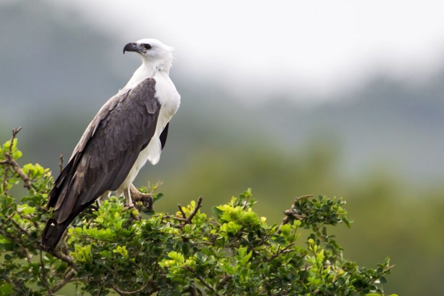 Yala National Park: Half, 7-Hour, or Full-Day Safari & Meals - The morning drive: cool air and the best chance at wildlife