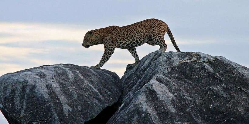 Yala National Park: Half, 7-Hour, or Full-Day Safari & Meals - How much does this safari really cost?
