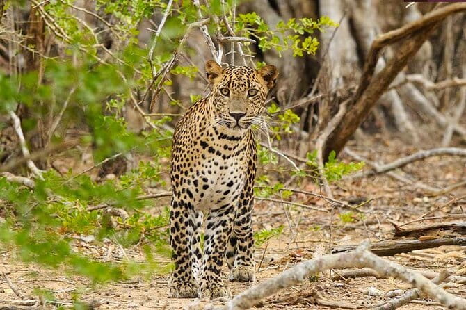 Yala National Park Private Jeep Safari From Colombo & Negombo - The real shape of this Colombo to Yala day trip