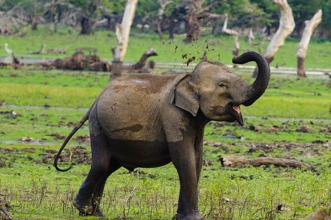 Yala National Park Private Jeep Safari From Colombo & Negombo - Four hours inside Yala National Park