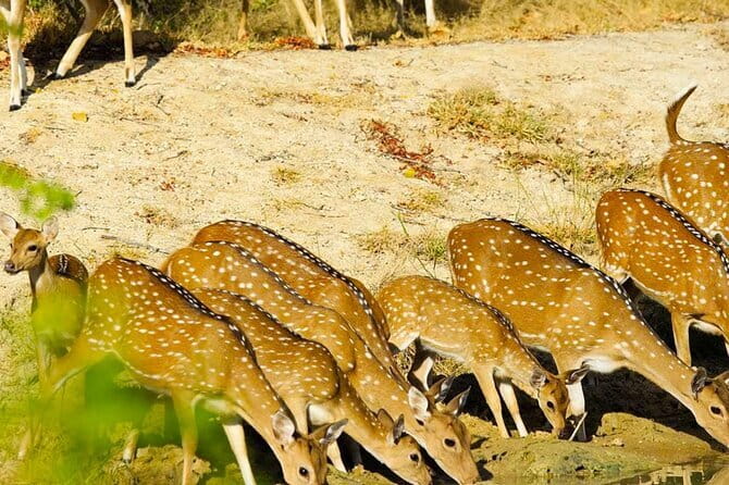 Yala National Park Private Jeep Safari From Colombo & Negombo - Tissamaharama is your last useful pause