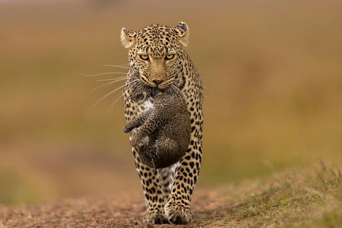 Yala National Park Safari |From Hambantota Port (Shore Excursion) - Key points before you book