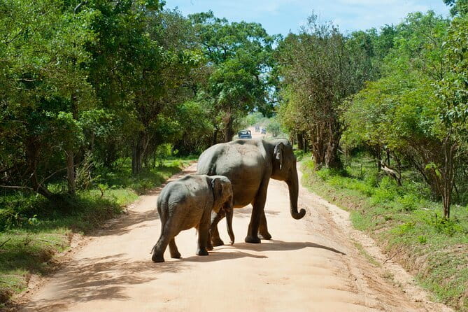 Yala National Park Safari |From Hambantota Port (Shore Excursion) - Four hours on Yala’s rough game tracks