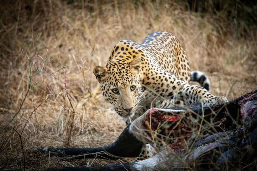 Yala National Park Safari Tours : Half Day & Full Day - Key points before you book
