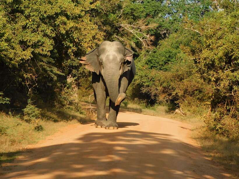 Yala National Park Safari Tours : Half Day & Full Day - Starting from Yala’s safari towns