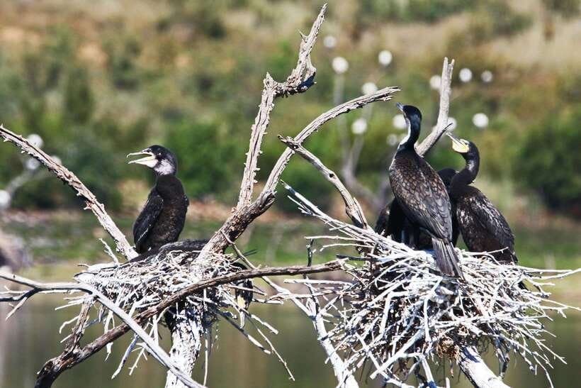 Yala National Park Safari Tours : Half Day & Full Day - What you may see inside Yala