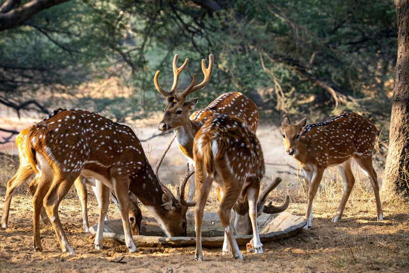 Yala National Park Safari Tours : Half Day & Full Day - The guides make the biggest difference