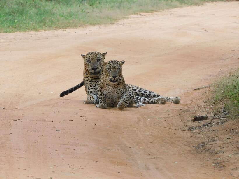 Yala National Park Safari Tours : Half Day & Full Day - Price and what the $25 really covers