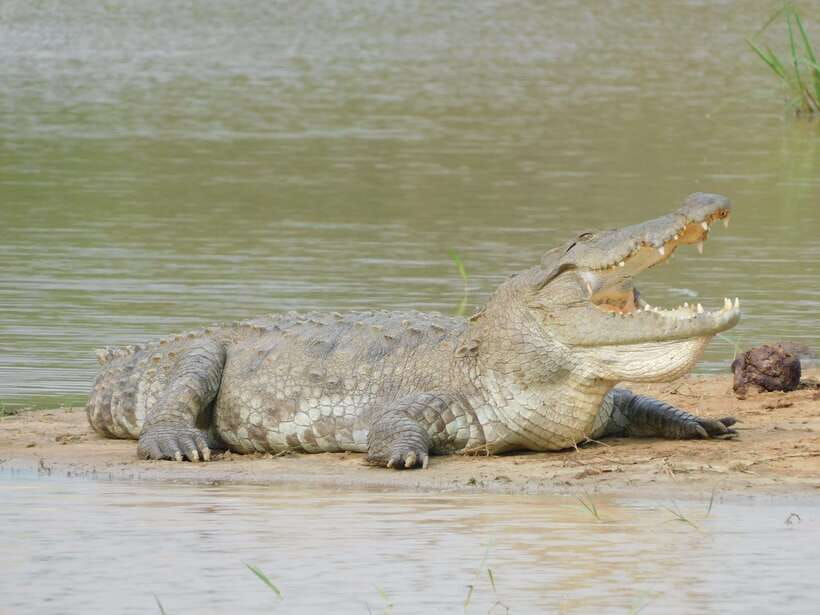 Yala National Park Safari Tours : Half Day & Full Day - Who should choose this safari