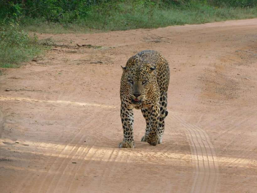 Yala National Park Safari Tours: Morning/Evening/Full Day - The best parts of this Yala safari
