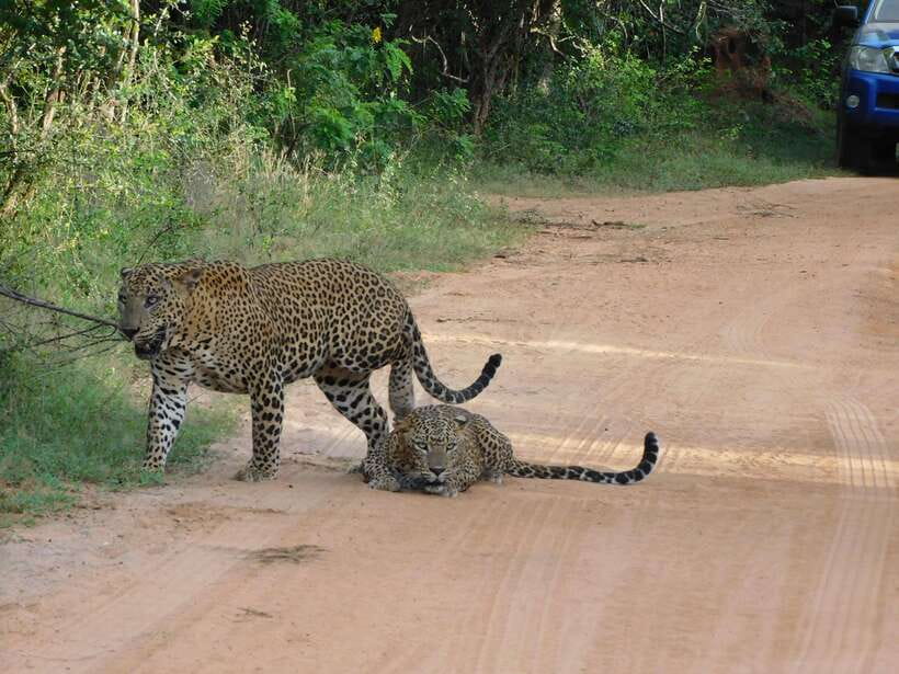 Yala National Park Safari Tours: Morning/Evening/Full Day - Should you book this Yala safari?