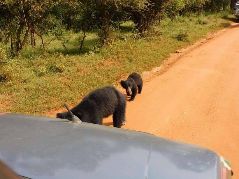 Yala National Park Safari Tours: Morning/Evening/Full Day - Choosing between five, seven, and twelve hours