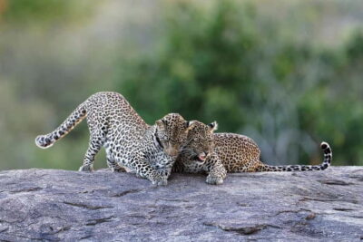 Yala National Park Safari Tours: Morning/Evening/Full Day