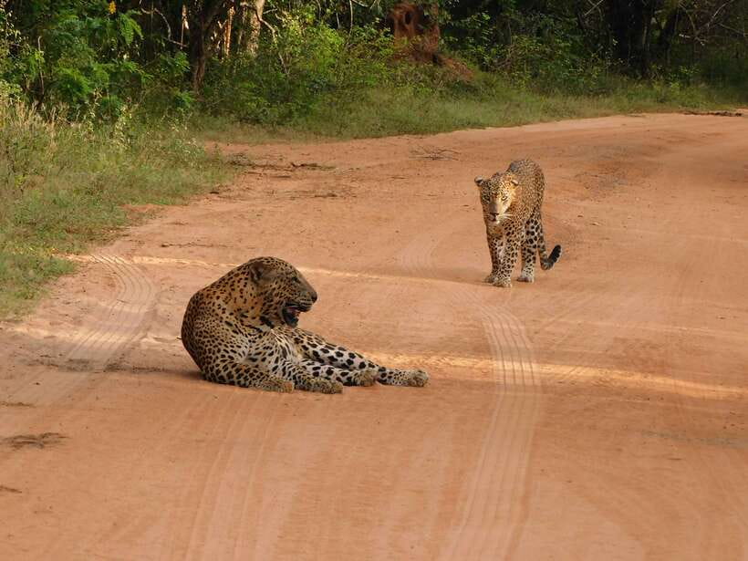 Yala National Park Safari Tours: Morning/Evening/Full Day - Leopards, elephants, and realistic expectations