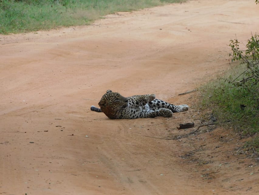 Yala National Park Safari Tours: Morning/Evening/Full Day - Breakfast by the lake and lunch beside the coast