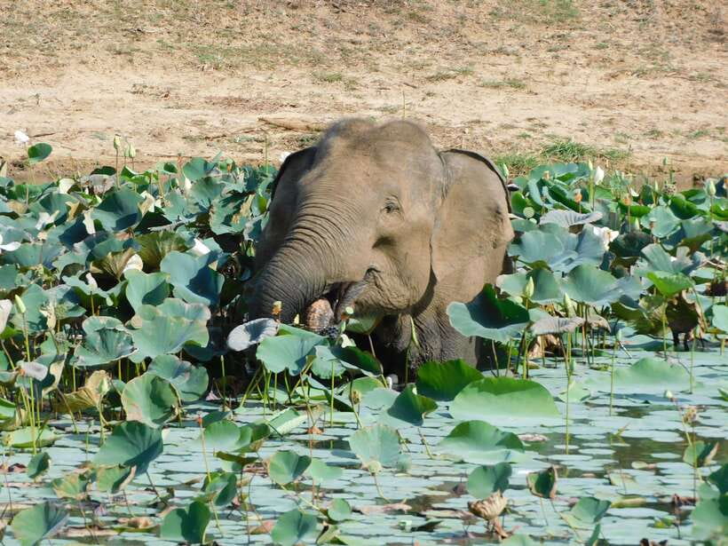 Yala National Park Safari Tours: Morning/Evening/Full Day - The cost and what you actually receive