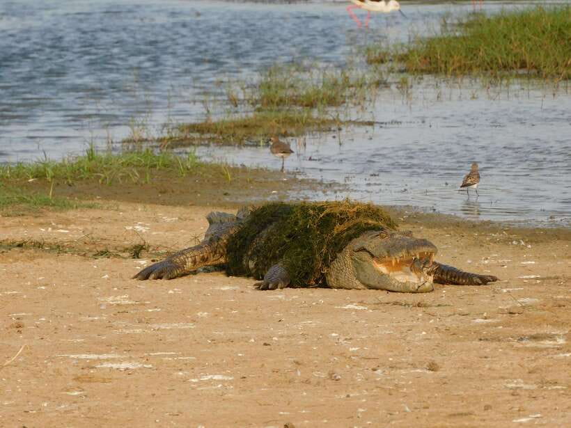 Yala National Park Safari Tours: Morning/Evening/Full Day - Guides who shape the experience