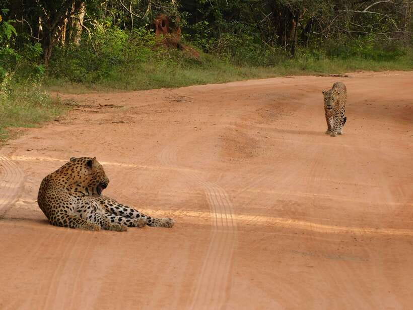 Yala National Park Safari Tours: Morning/Evening/Full Day - Practical tips for a better day