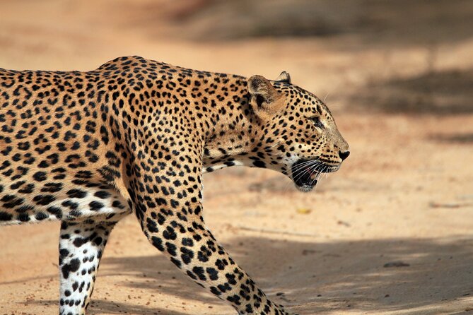 Yala National Park Wildlife Safari/ Game Drive - by Ajith Safari - What Ajith Safari offers at Yala