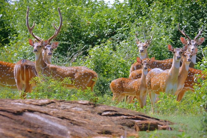 Yala Safari Day Trip from Bentota/ Kalutara/ Ahungalla/ Hikkaduwa - Why this Yala trip makes sense from the southwest coast