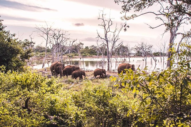 Yala Safari Day Trip from Bentota/ Kalutara/ Ahungalla/ Hikkaduwa - Entering Yala National Park for four hours