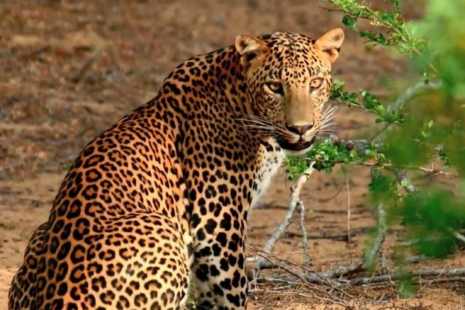 Yala Safari Day Trip from Bentota/ Kalutara/ Ahungalla/ Hikkaduwa - What the driver-guide adds to the day