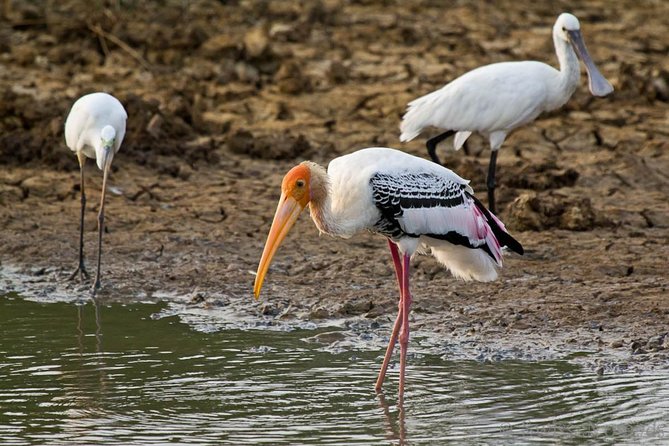 Yala Safari Day Trip from Bentota/ Kalutara/ Ahungalla/ Hikkaduwa - Who should book this day trip