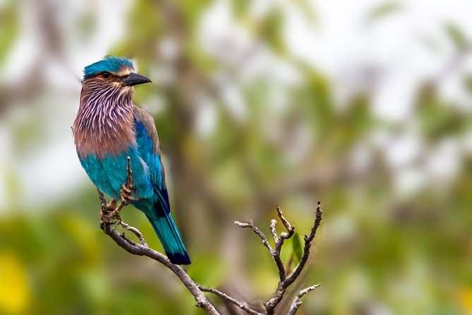 Yala Safari Tour from Hambantota Port by Ajith Safaris - Palatupana: a useful half-hour break