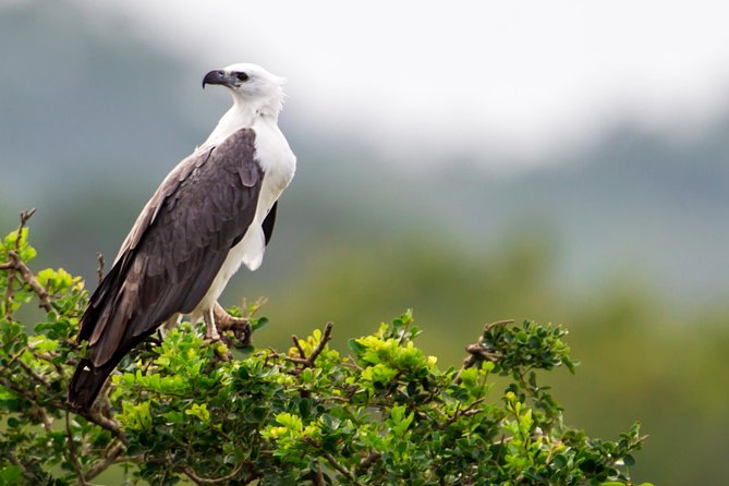 Yala Safari Tour from Hambantota Port by Ajith Safaris - The second Yala visit and changing animal activity