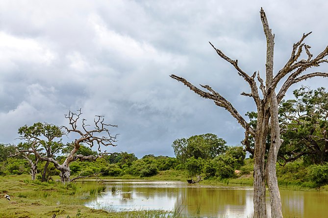 Yala Safari Tour from Hambantota Port by Ajith Safaris - Price, extra costs, and overall value