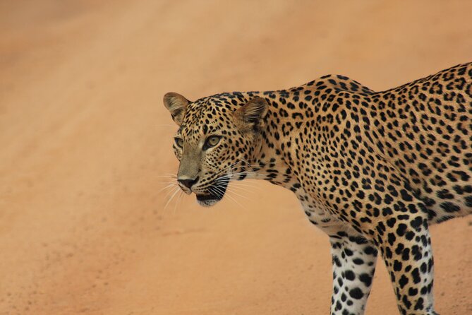 Yala Safari Tour from Hambantota Port by Ajith Safaris - Meeting Ajith Safaris at Hambantota Port