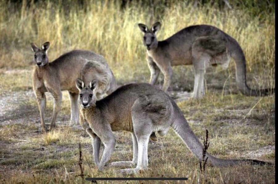 Yarra Valley Foodies Tour with Chandon and Kangaroo Safari! - Yering Station adds the serious wine lesson