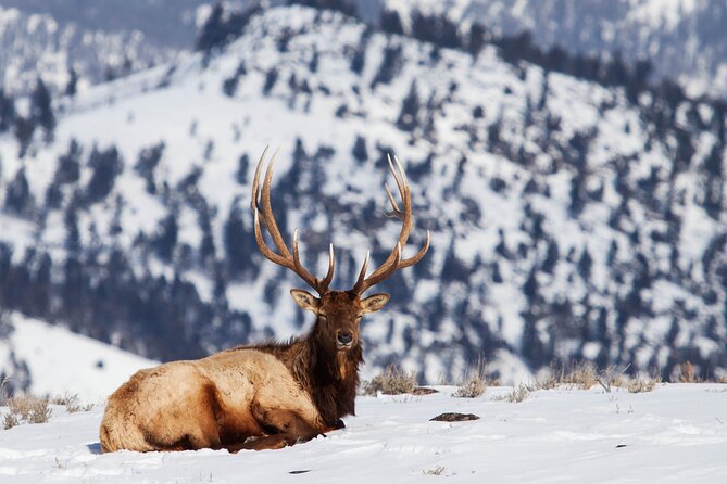 Yellowstone Snowshoe Safari from Bozeman - Private Tour - What lunch, snacks, and drinks add to the day