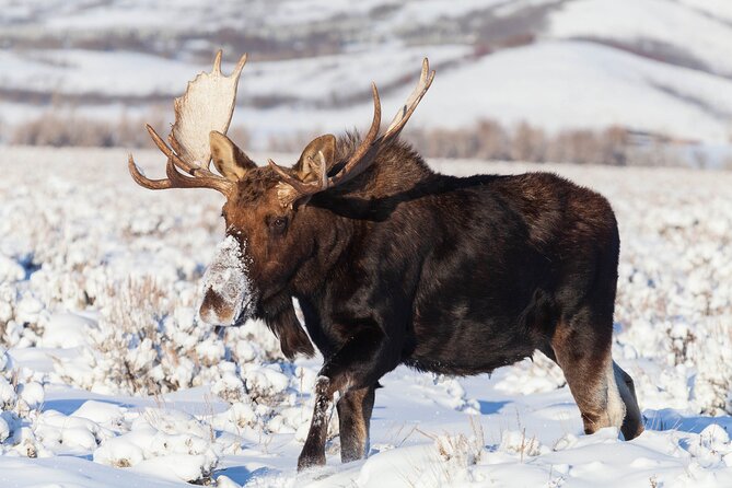 Yellowstone Snowshoe Safari from Bozeman - Private Tour - The guides are the biggest part of the value