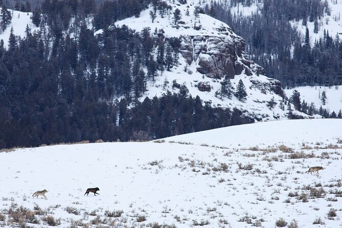 Yellowstone Snowshoe Safari from Bozeman - Private Tour - Is $697.50 per person a fair price?